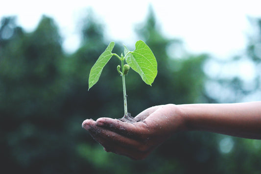 Making a Difference - Planting Trees - Part of our Mission